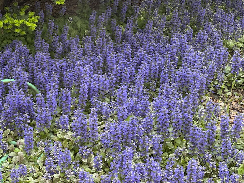 photo of a large bed of purple bugleweed (i think that's it) outside someone's home