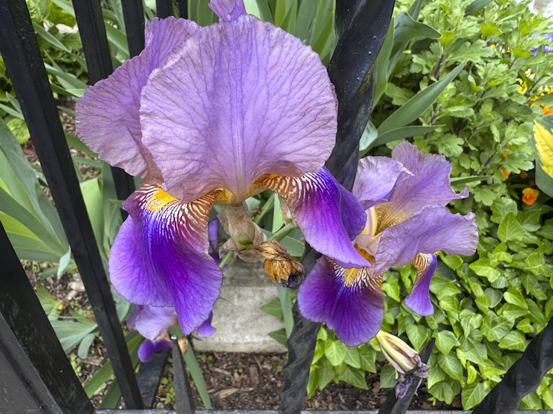 photo of purple irises with a yellow center