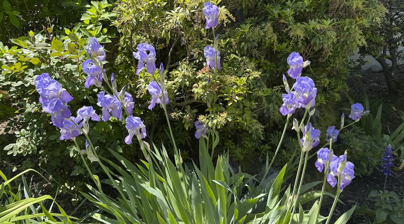 photo of lavender irises