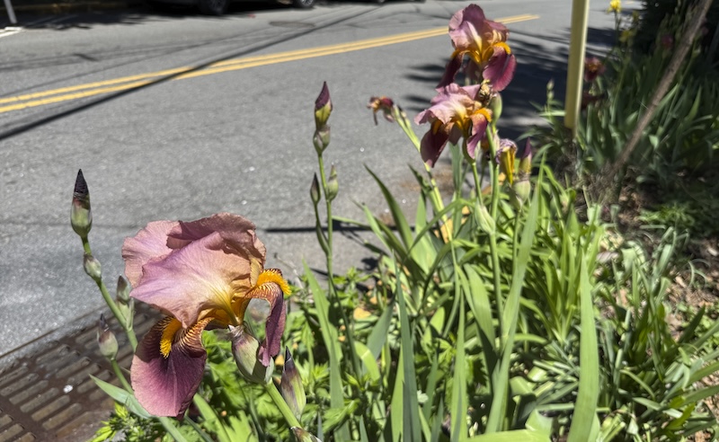 photo of burgendy-ish irises with an orange center