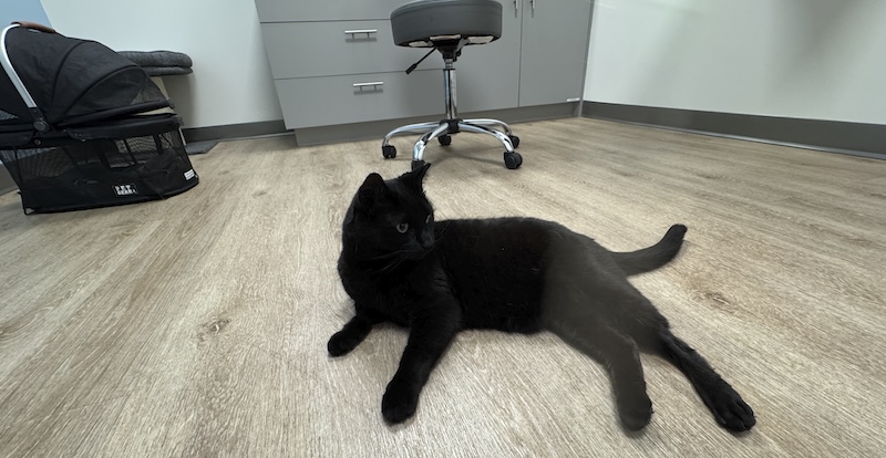 photo of my black cat pumagreg laying all chill on the floor of a patient room at the animal hospital