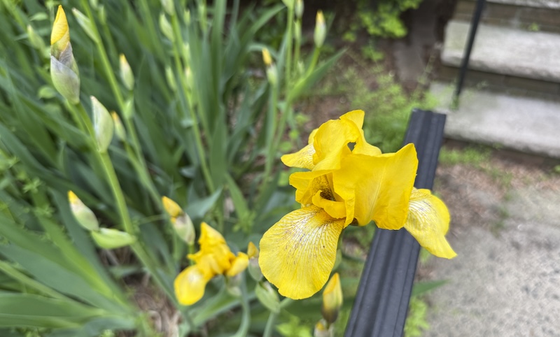 photo of yellow irises