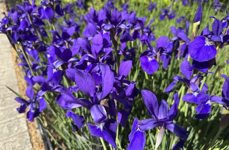photo of royal purple irises