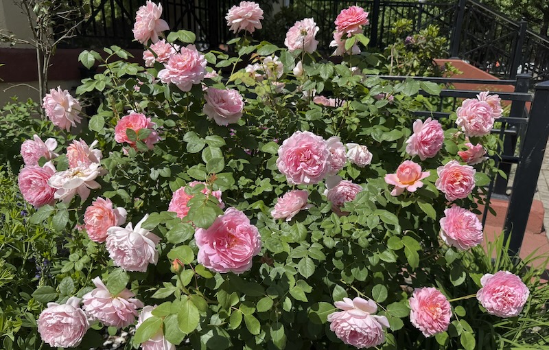 photo of a bush of pink peonies