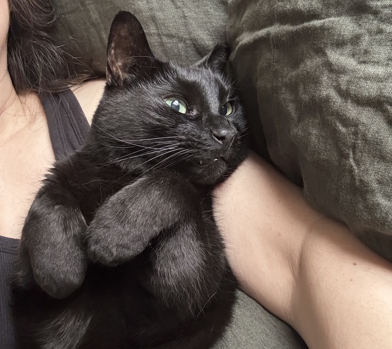 photo of my black cat pumagreg laying on his back in my arms in bed and he's looking at the camera all cute