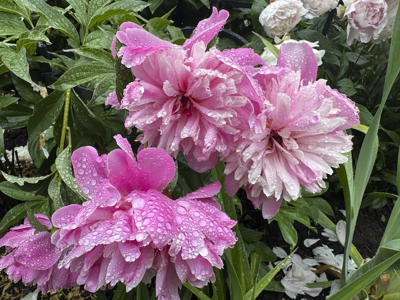 photo of the same pink peonies as above but covered in drops from the rain