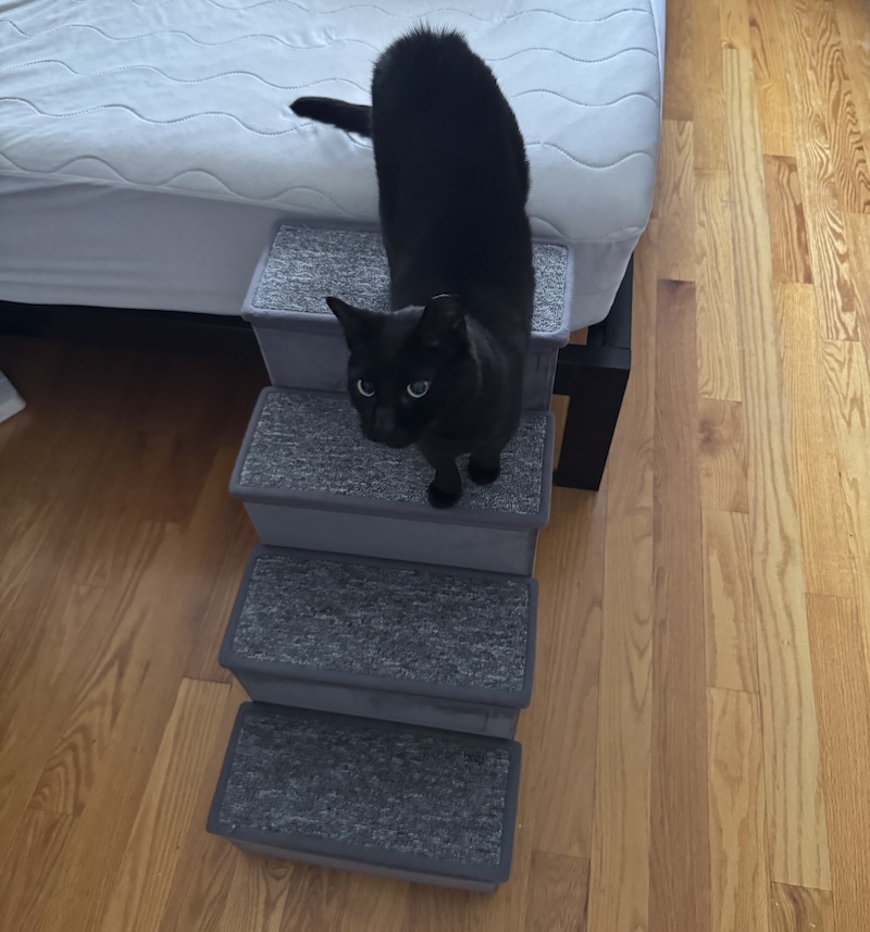 photo of my black cat pumagreg going from an unmade bed to a little gray staircase there to make it easier for him to get up and down