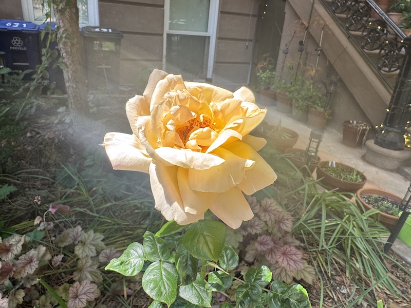 photo of a sole yellow rose glowing in the sun