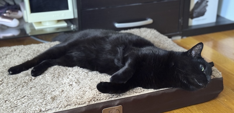 photo of my black cat pumagreg laying on his bed, this was before his surgery