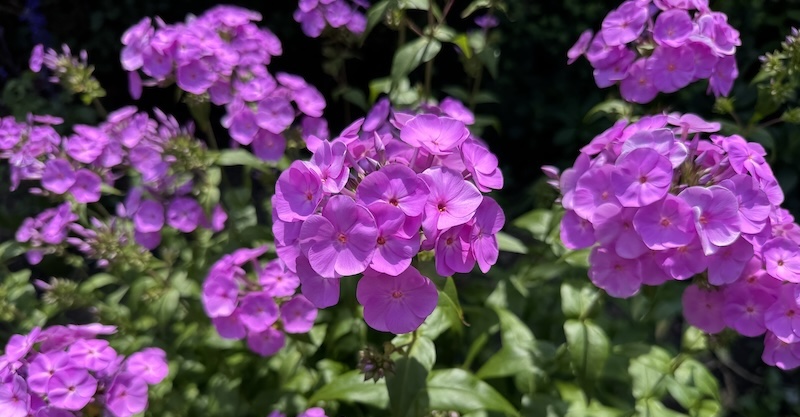 photo of a bush filled with pinkish violet phlox flowers