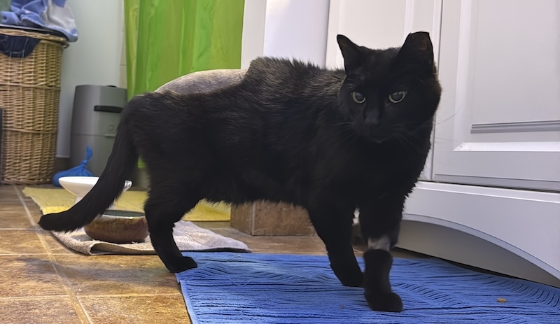 photo of pumagreg post-surgery standing, his butt and front leg cuff shaved and he's only got three legs