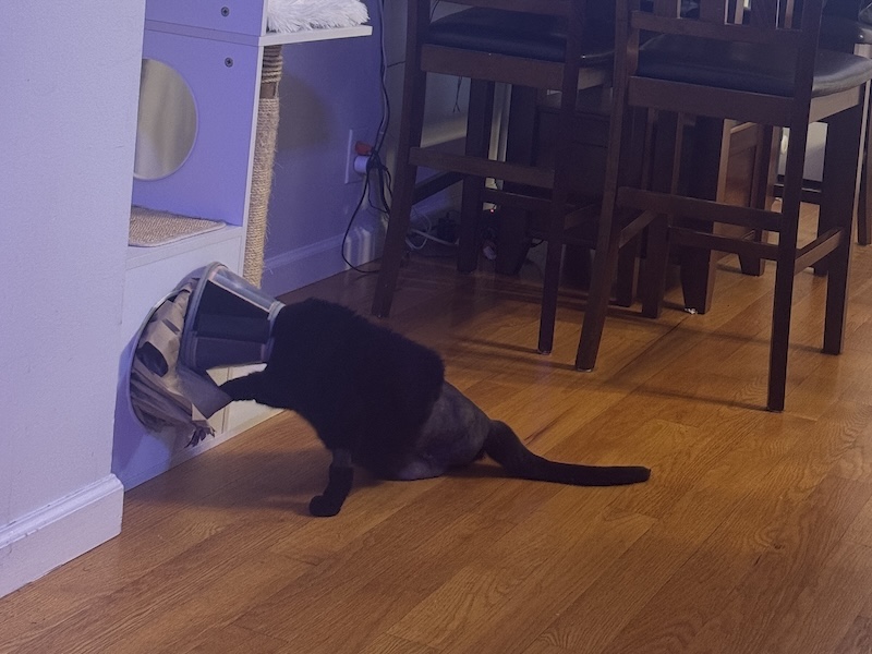photo of pumagreg with a cone on his head trying to go into a cubby of his cat tree but i stuffed it with brown paper to keep him out