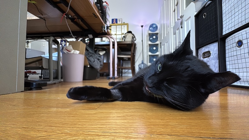 photo of my black cat pumagreg laying on the ground finishing chewing his leaf of spinach