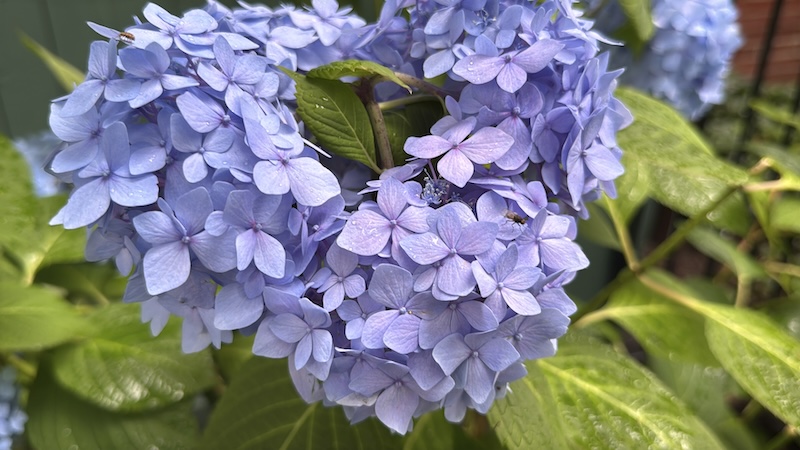 photo of lavender blue hydrangeas