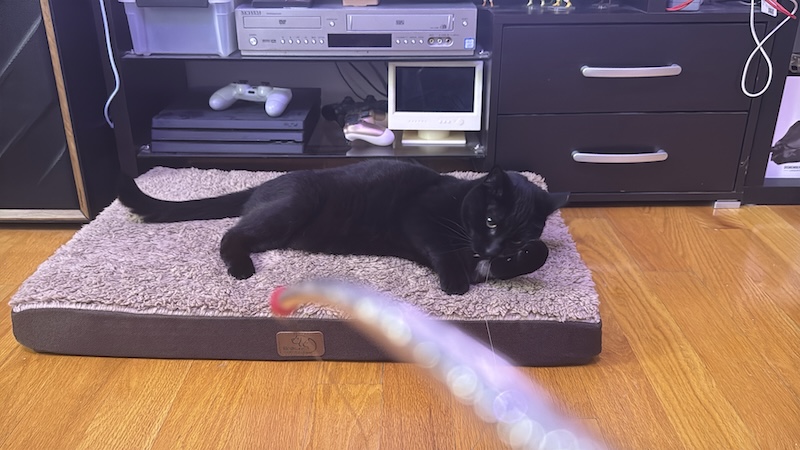 photo of my black cat pumagreg laying on his bed and playing with a bee attach to a string attached to a stick that i'm holding by the camera