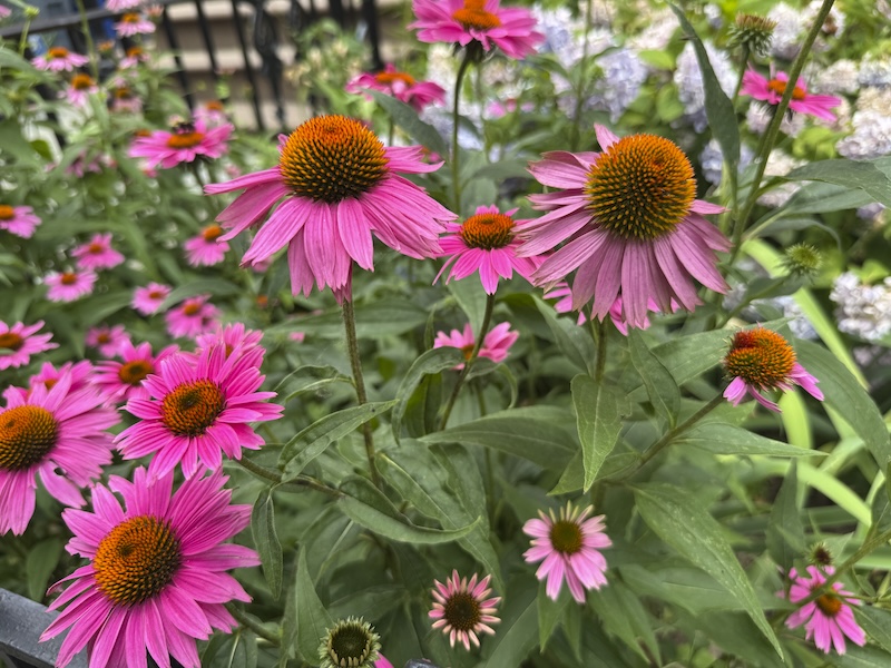 photo of echinacea flowers - brown middles with bright pink petals, like a psychelic daisy