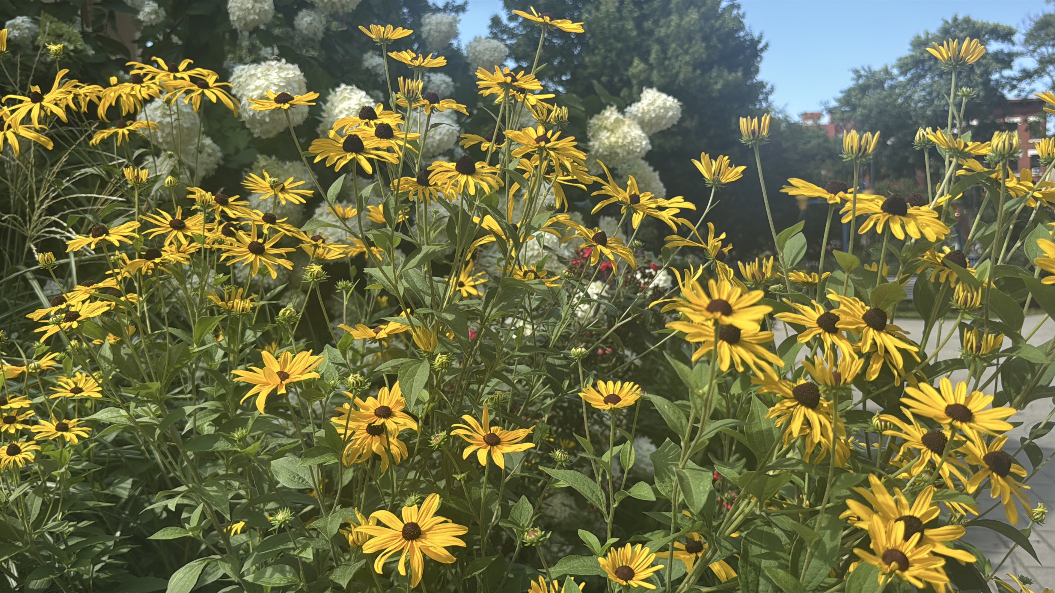 photo of a bunch of yellow daisies in the park