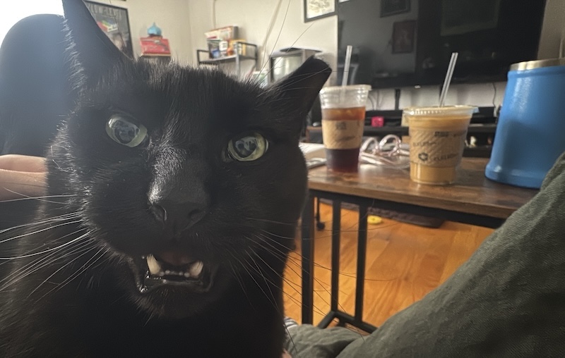 photo of my black cat pumagreg sitting on my chest and looking at me slack-jawed and eyes wide open