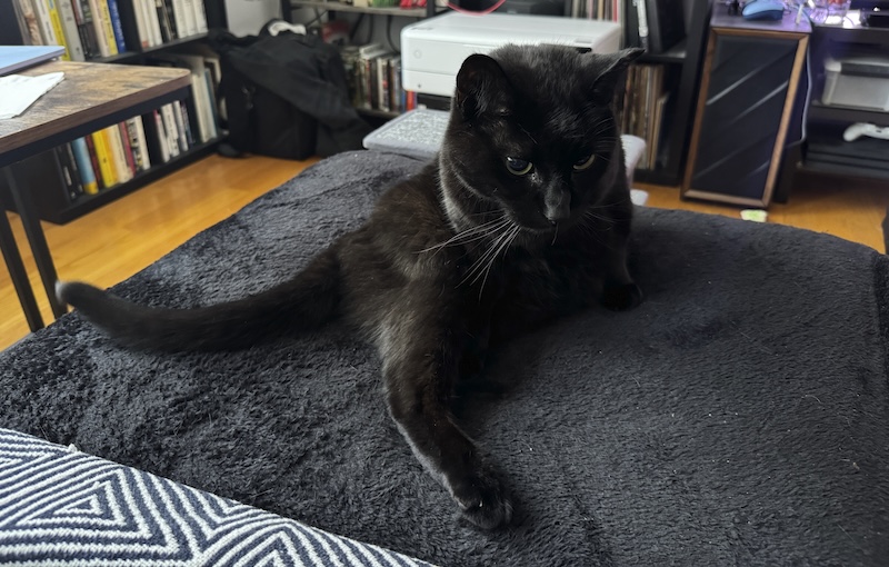 photo of pumagreg sitting on the couch with his hind leg extended forward so it looks like he has a long arm stretched out