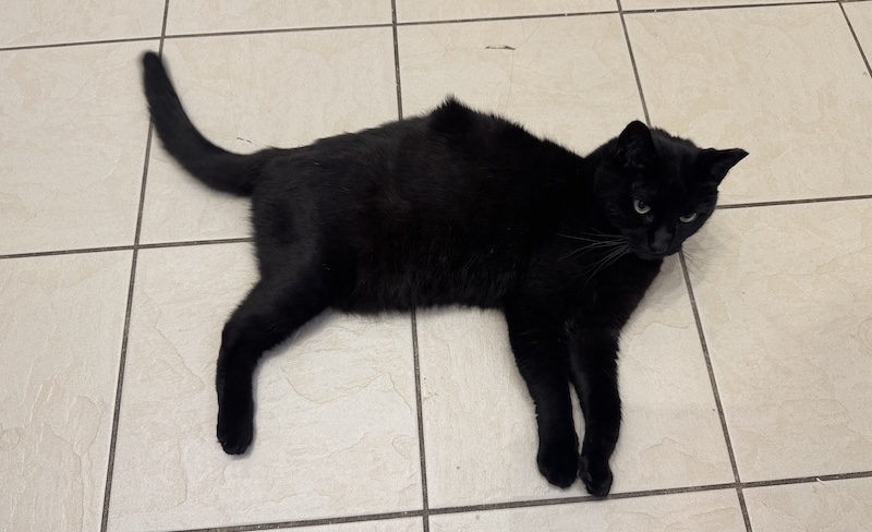 a photo of my 3-legged black cat pumagreg laying on the light kitchen floor