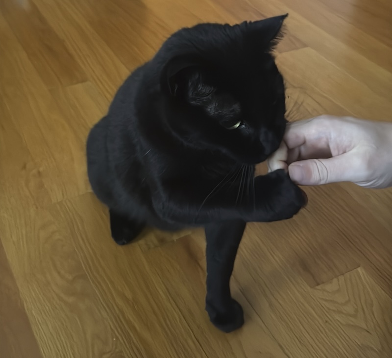 a photo of pumagreg, my black cat, giving a fist bump to andy