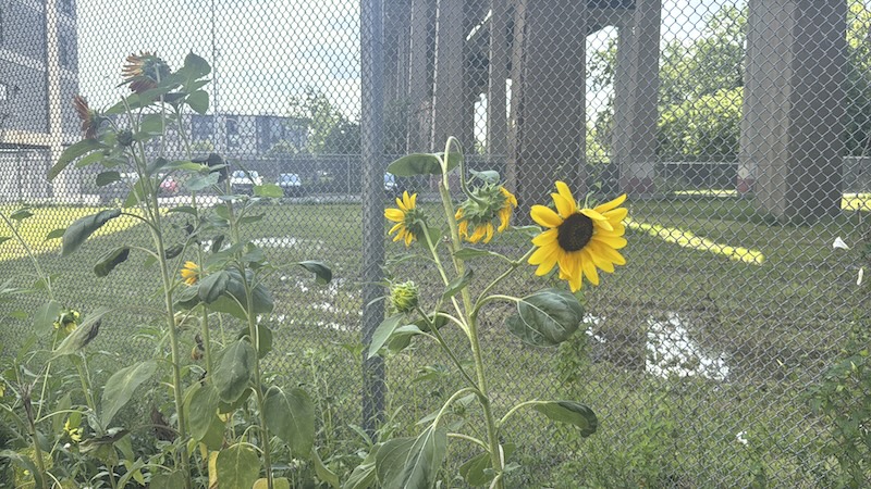 a photo of a field of sunflowers off the side of a road beneath a highway overpass