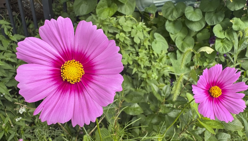 a photo of two pink cosmos flowers, with pink petals and yellow disk