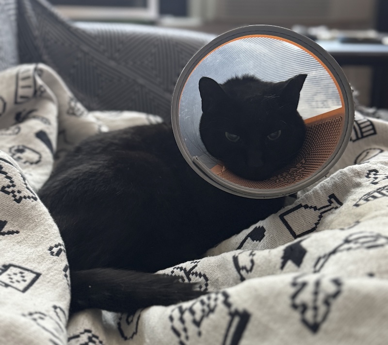 a photo of my black cat pumagreg with his cone on, laying on my lap