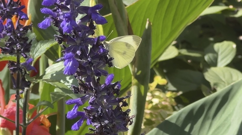 a photo of a cabbage white butterfly sitting on a purple flower in a park garden