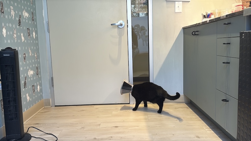 a photo of my black cat pumagreg with a cone on his head looking out the door of the vet office we're in