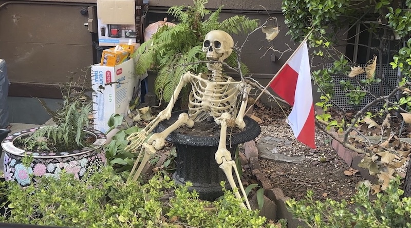 a photo of a skeleton sitting in/on a large planter in a neighbor's yard and it's holding the flag of poland