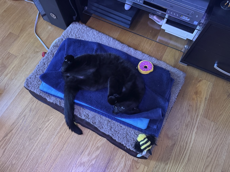 a photo of my black cat pumagreg laying belly-up on his heating pad
