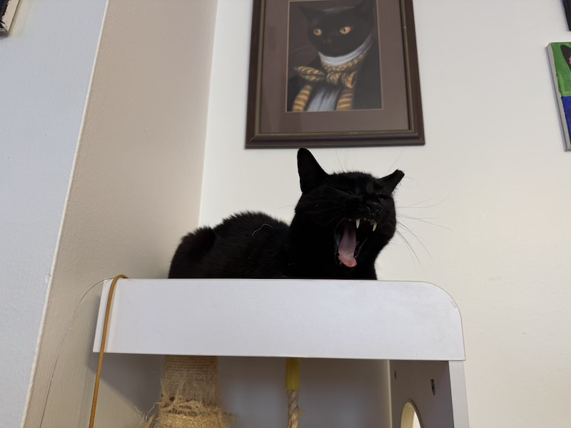 closer photo of pumagreg yawning big