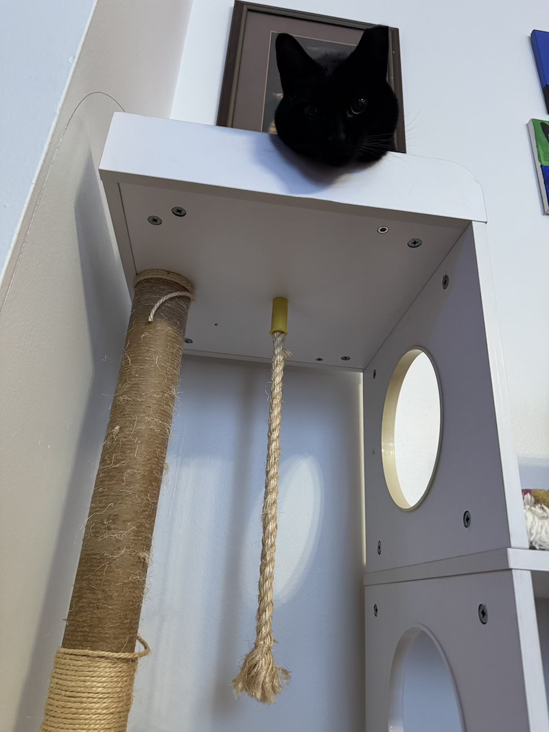 photo taken from the floor looking up at pumagreg who was staring at me as i removed the rope from the post