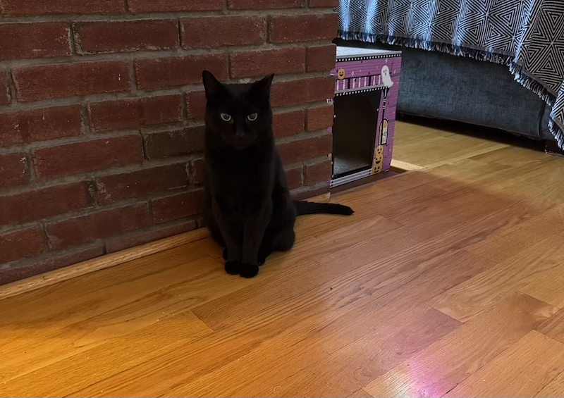photo of pumagreg on the floor behind me staring