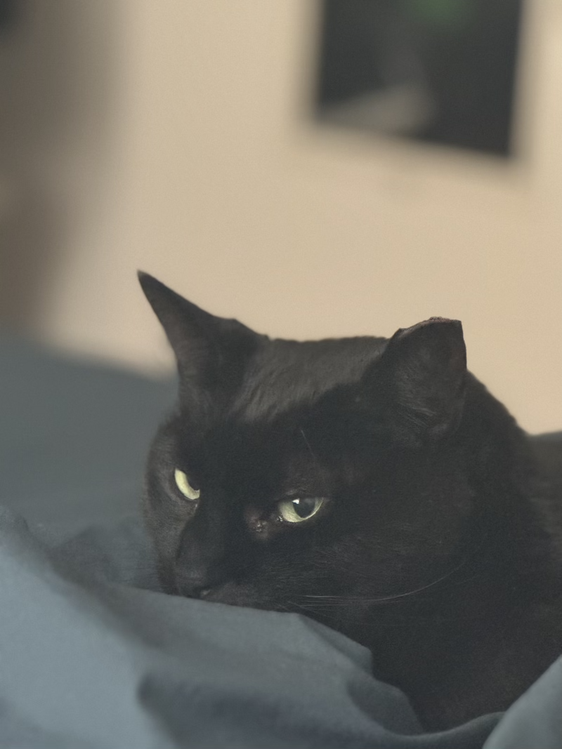 a moody photo of pumagreg, my black cat, looking at me and being moody