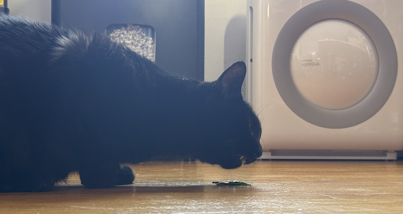 photo of my black cat pumagreg eating a leaf of spinach