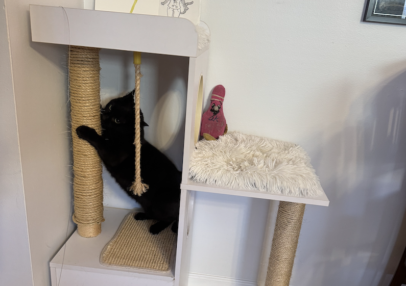 photo of pumagreg scratching the post i just reroped in is now-finished cat tree. the ropes are not uniform because ace fucked up.