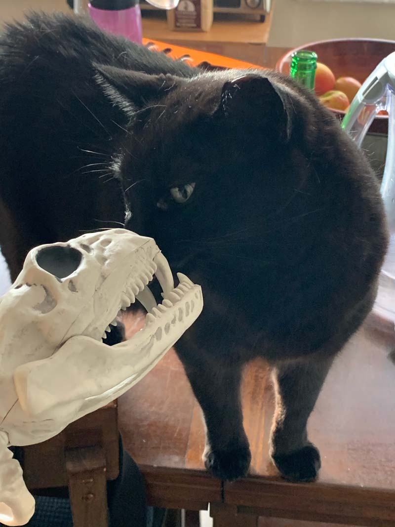 a photo of my black cat looking like he's going to kiss my snake skeleton