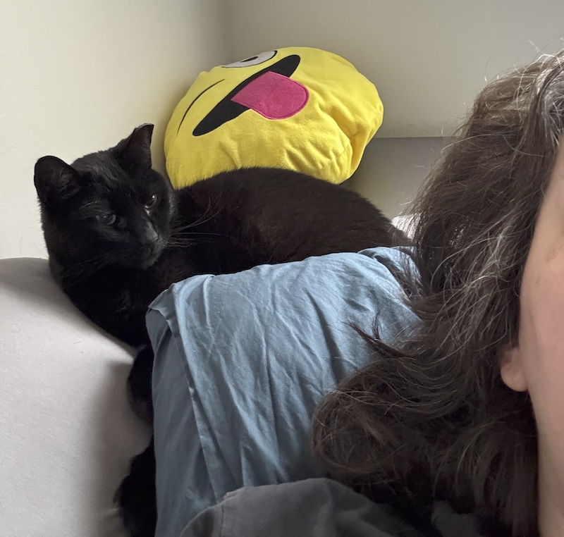 photo of pumagreg laying behind my head as i'm waking up