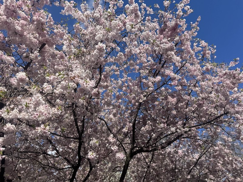 photo of cherry blossoms and a very blue sky