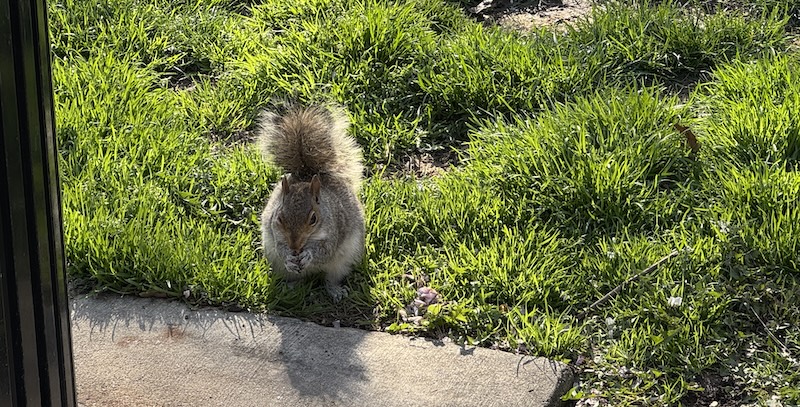 photo of a squirrel stopping to eat a thing by the trash