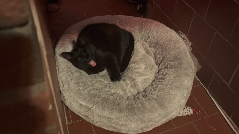 pumagreg, my black cat, yawning at me from his comfy bed