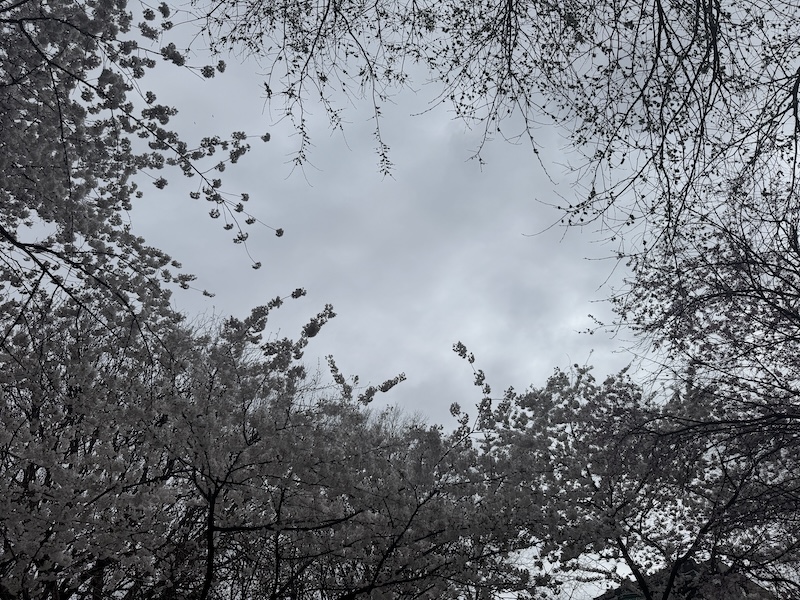 a photo of an overcast sky peeking through the canopy of the park