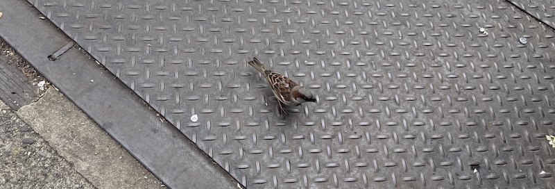 photo of what i think is a sparrow looking up at me