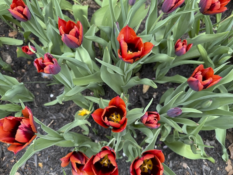 photo of a bunch of bloomed red and deep burgundy tulips in the park
