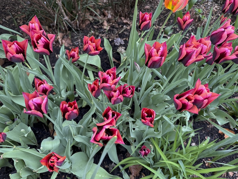 photo of more burgundy-ish tulips in the park
