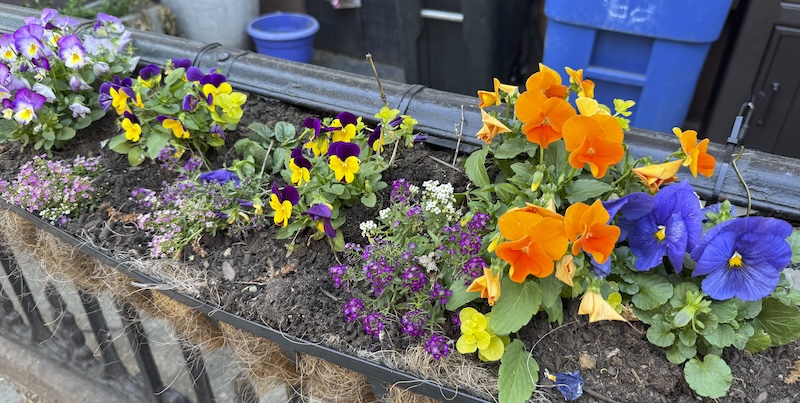 photo of a small flower bed on a gate in my neighborhood with lots of small and different colorful little flowers