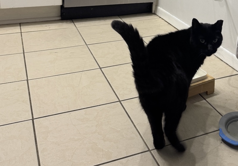 photo of pumagreg turned to look back at me from his water bowl