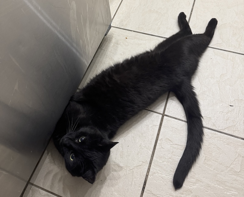 photo of pumagreg laying on the kitchen floor with his legs stretched out but the two front legs are under the fridge, like he's trying to stretch to grab something (but he wasn't)